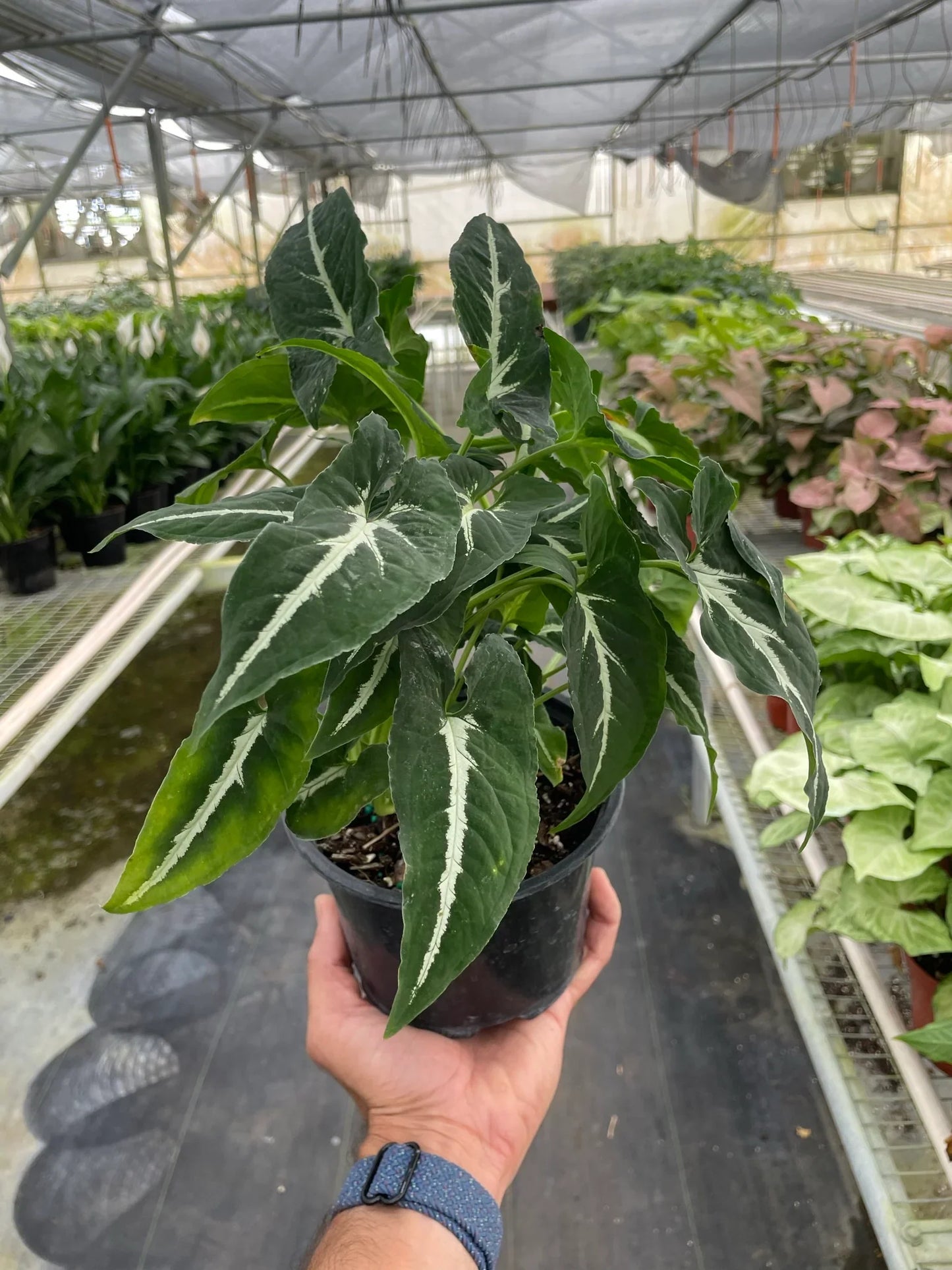 Syngonium Wendlandii 'Black Velvet' - Velvet Whisperer: Exotic Trailing Houseplant with Unique Dark Foliage