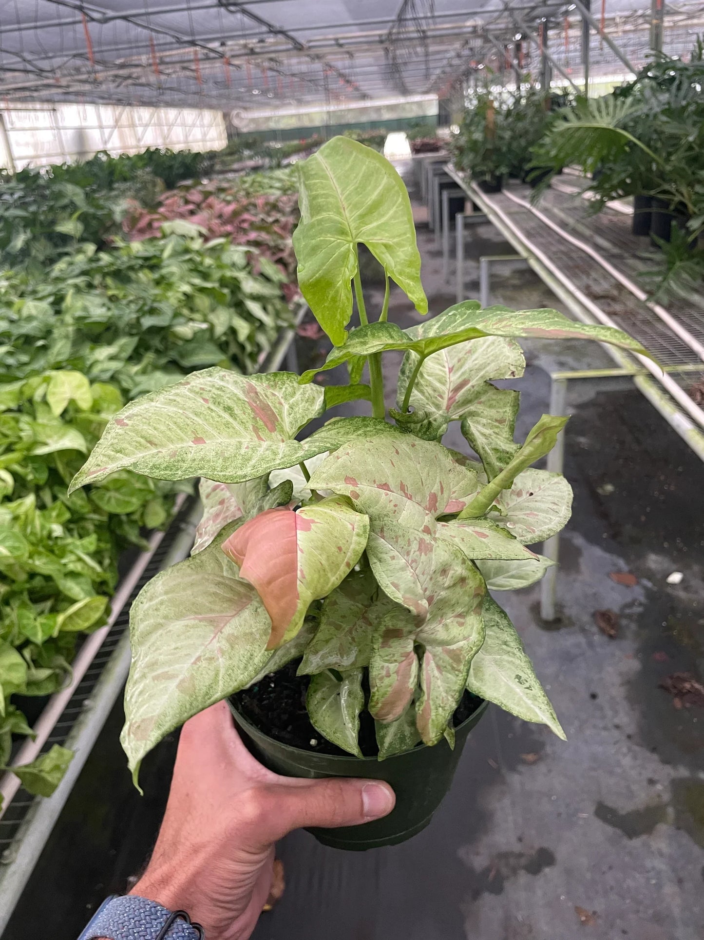 Syngonium 'Confetti' - Party Plant: Unique Pink Variegated Arrowhead Vine