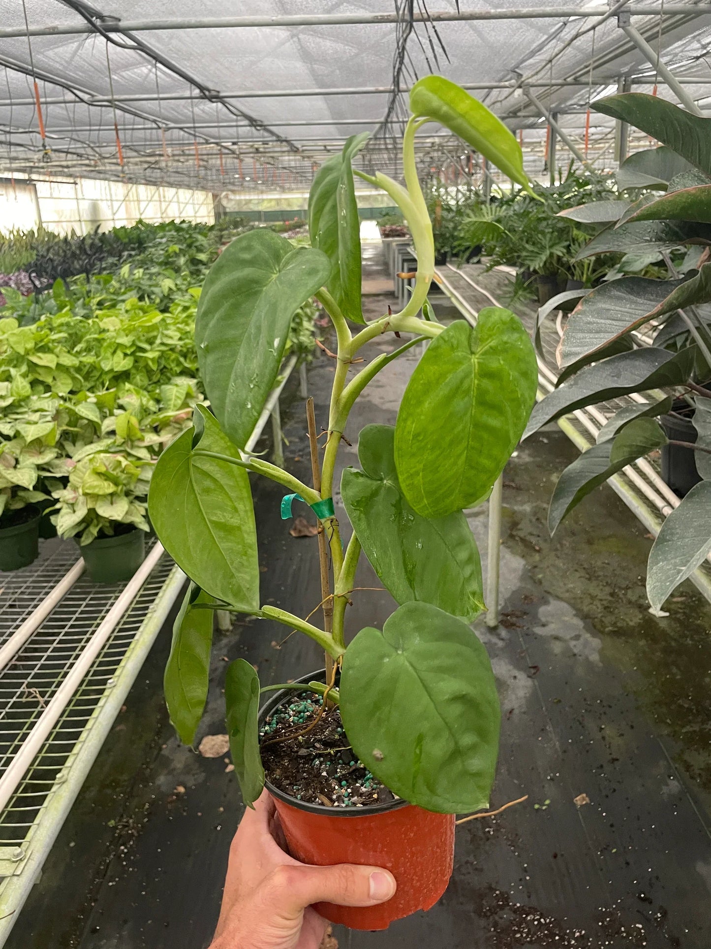 Syngonium 'Ice Frost' - Frosty Heartthrob: Unique Houseplant with Thick, Shimmering Leaves