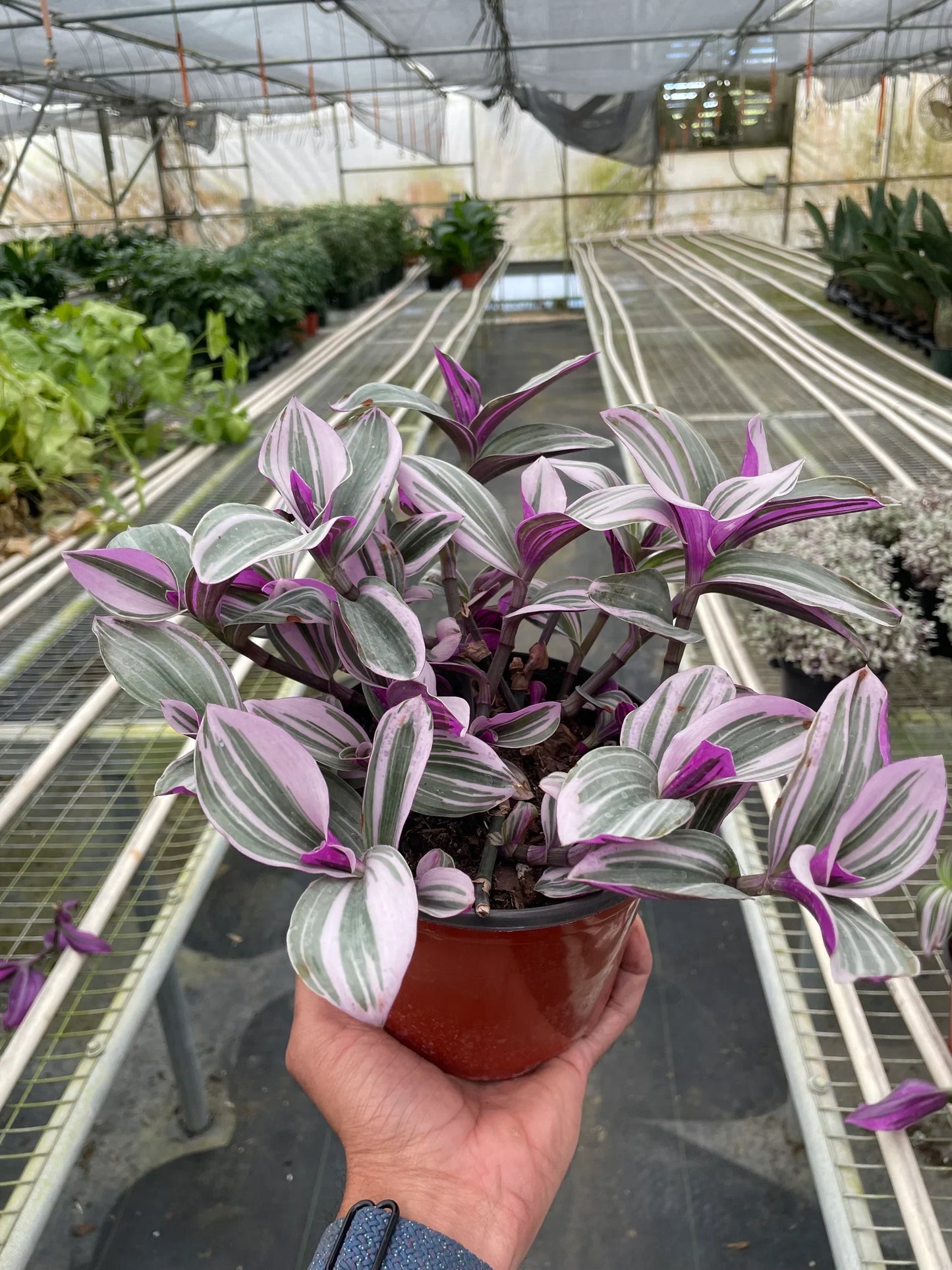 Tradescantia 'Nanouk' - Purple Majesty: Low-Growing Trailing Houseplant with Striking Variegation