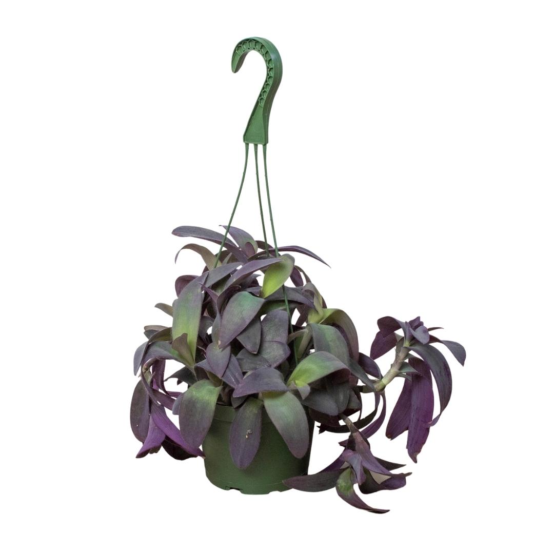 Tradescantia Purple Heart - Royal Drama: Majestic, Low-Maintenance Houseplant