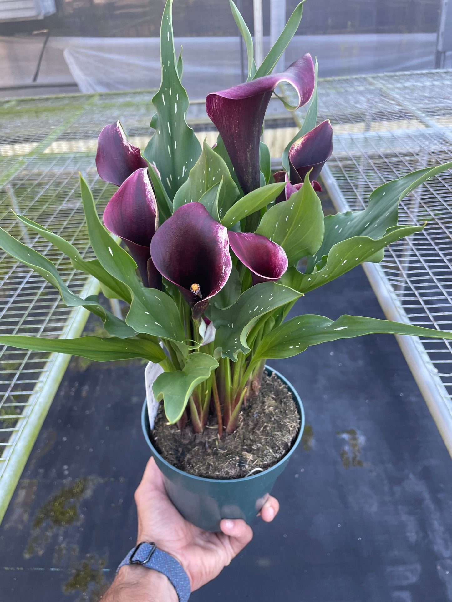 Calla Lily - Colorful Callas: Versatile Indoor & Outdoor Flowering Plant in a Variety of Colors