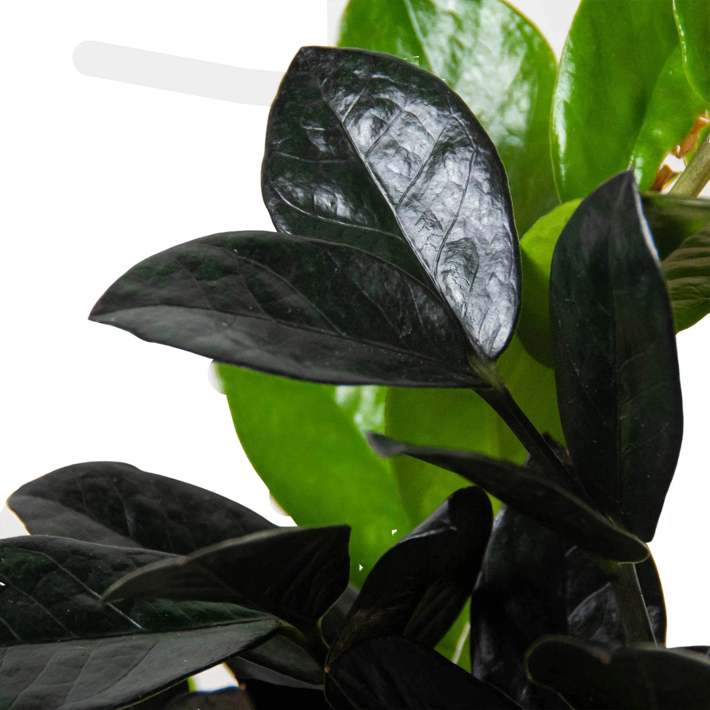 midnight zz plant ZZ Zamioculcas 'Black Queen'