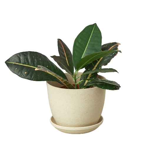 Plant Fiber Pot - 6 Inch - Eco Chic Planter: Stylish Biodegradable Bamboo Plant Holder