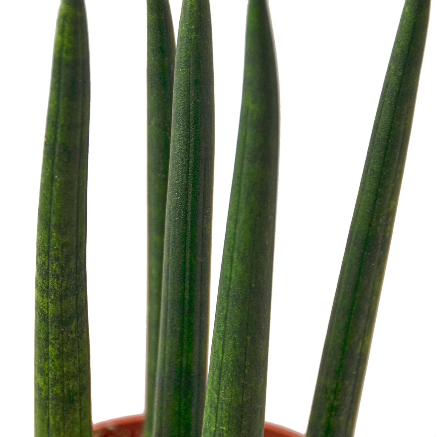 Snake Plant Cylindrica - Spirals of Serenity: Air-Purifying Drought-Tolerant Houseplant