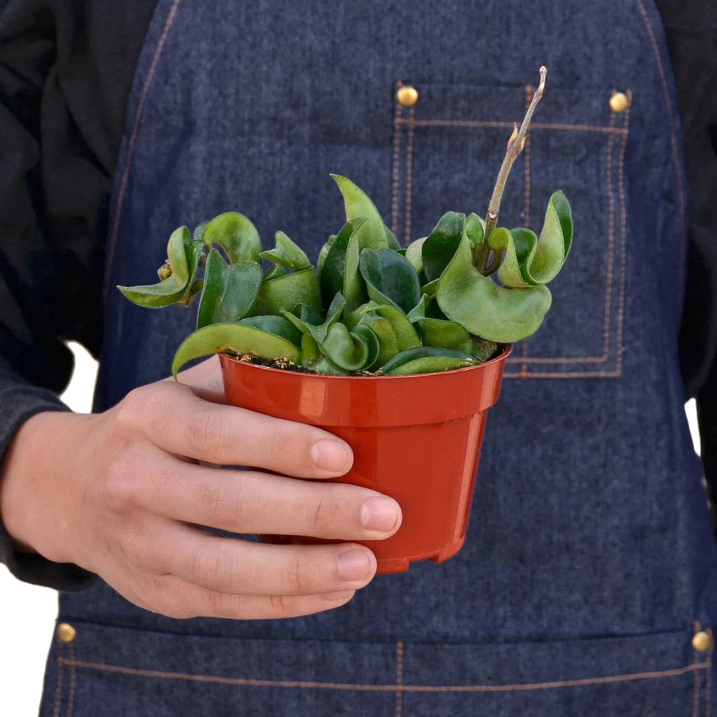 Hoya Rope Plant - Twist & Shout: Easy-Care, Unique Succulent Vines