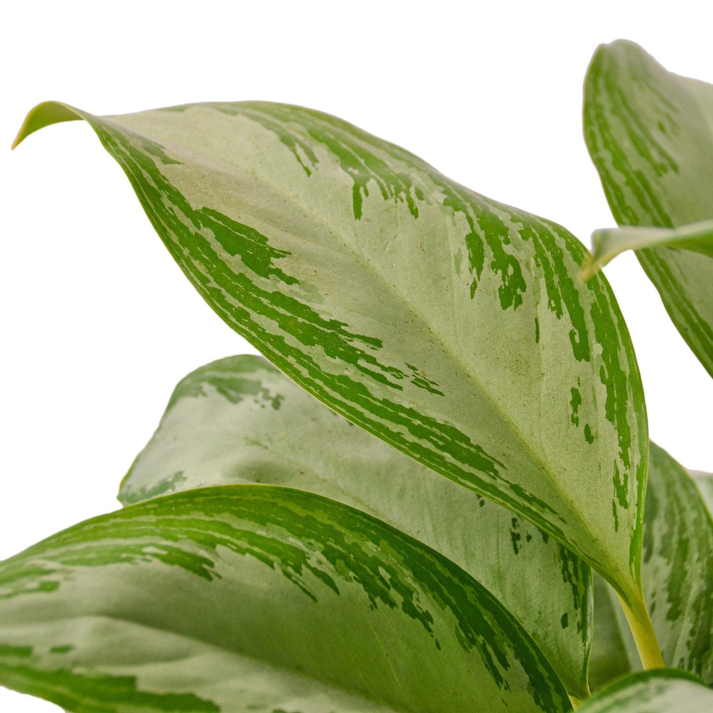 Chinese Evergreen 'Silver Bay' - Silver Chic: Easy-Care Indoor Houseplant with Unique Leaf Patterns