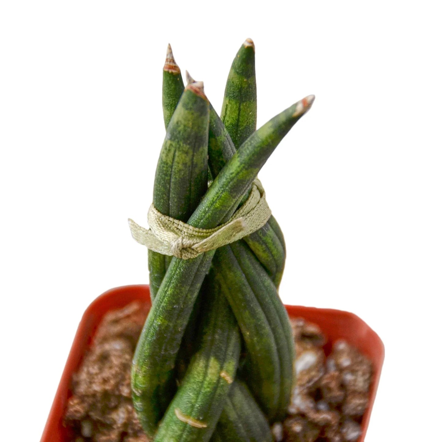 Twist 'n Shout: Braided Snake Plant - Twisted Tropics: Low-Maintenance Air-Purifying Houseplant