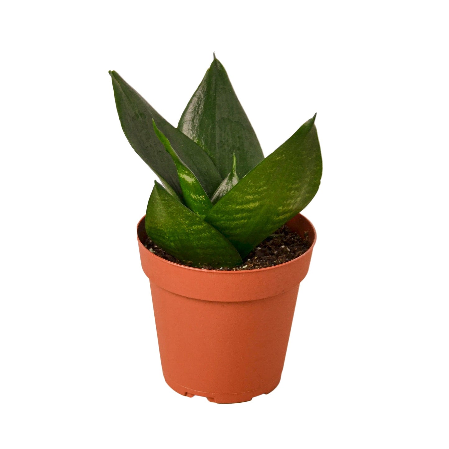 Snake Plant Jade - Jade's Secret Guardian: Air-Purifying, Low-Maintenance Evergreen Houseplant