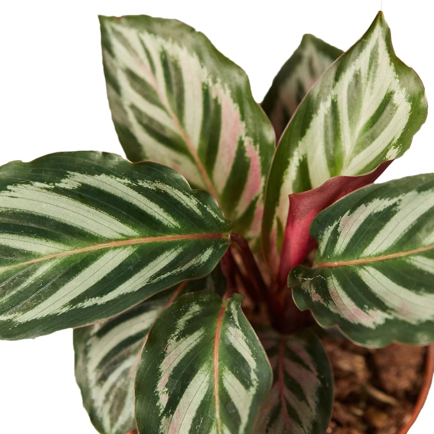 Calathea 'Peacock' - Plume Perfection: Vibrant Leafy Houseplant with Colorful Patterns