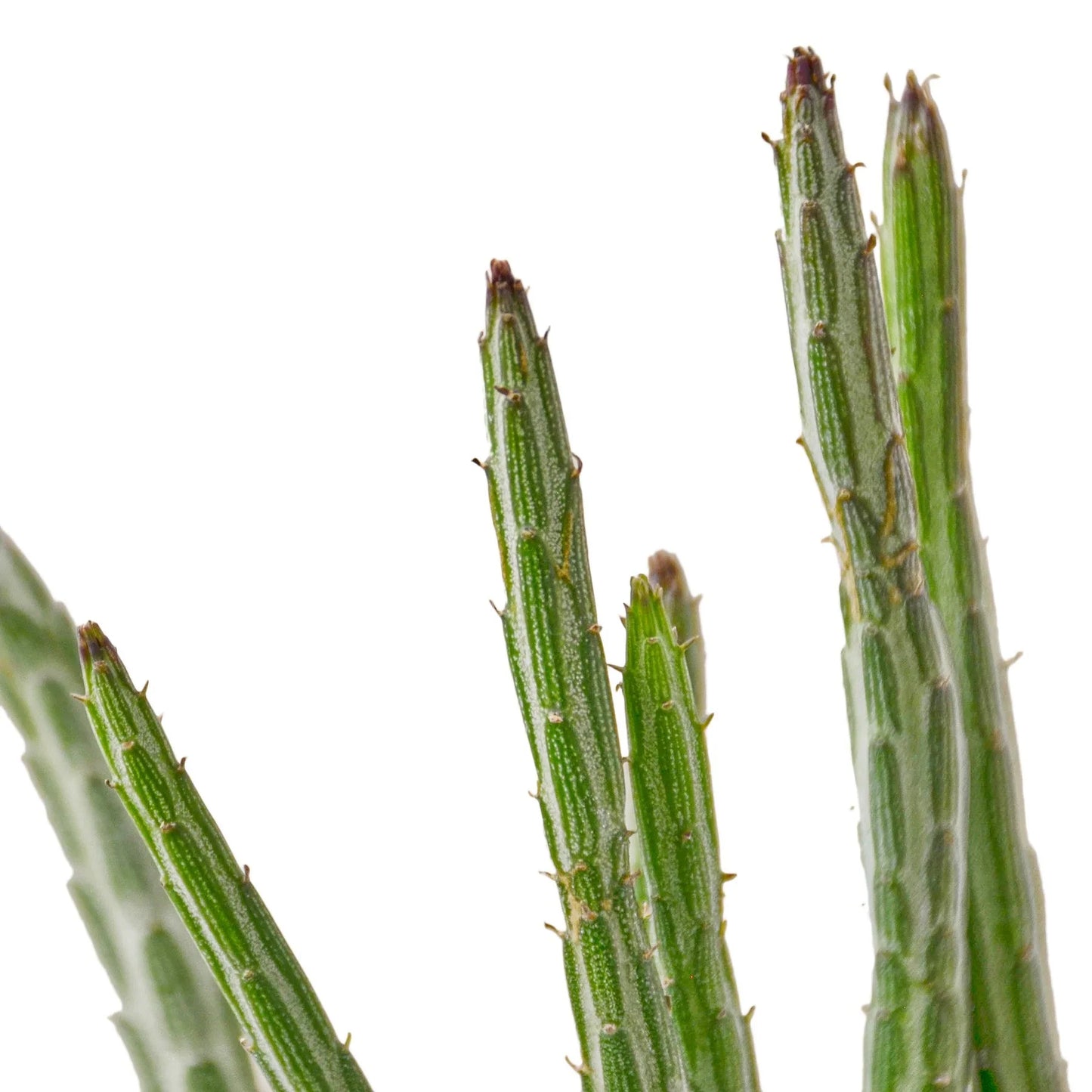 Senecio Stapeliiformis Pickle Plant - Sassy Pickles: Unique Succulent with Segmented Stems and Soft Spines