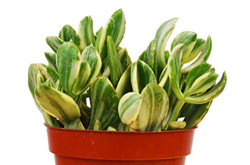 Crassula Ovata 'Variegated Jade' Succulent - Money Matters: 4" Pot Evergreen Gem