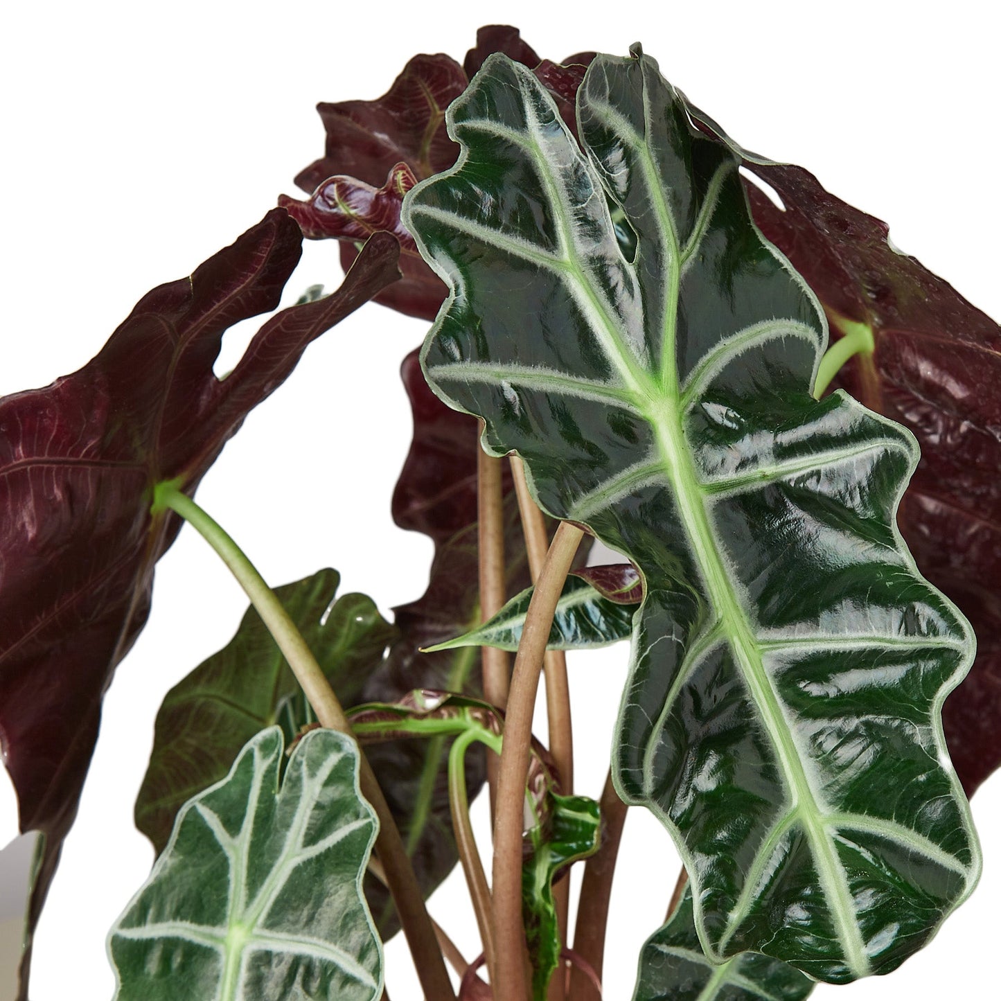 Alien Elegance: Alocasia Polly 'African Mask' - Exotic Indoor Plant with Striking Veined Leaves