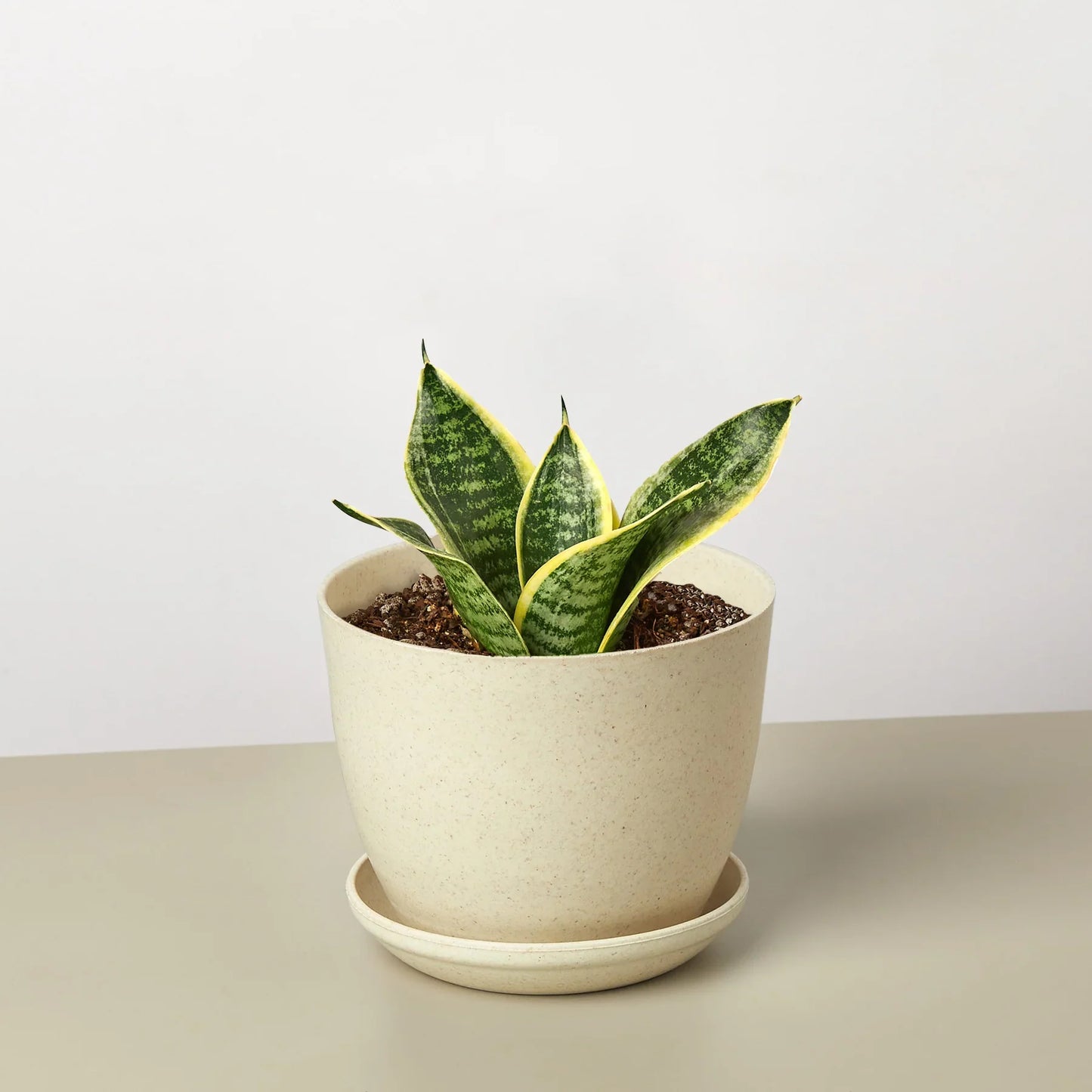 Snake Plant Laurentii Dwarf - The Indestructible Striped Wonder: Air-Purifying, Low Maintenance Houseplant