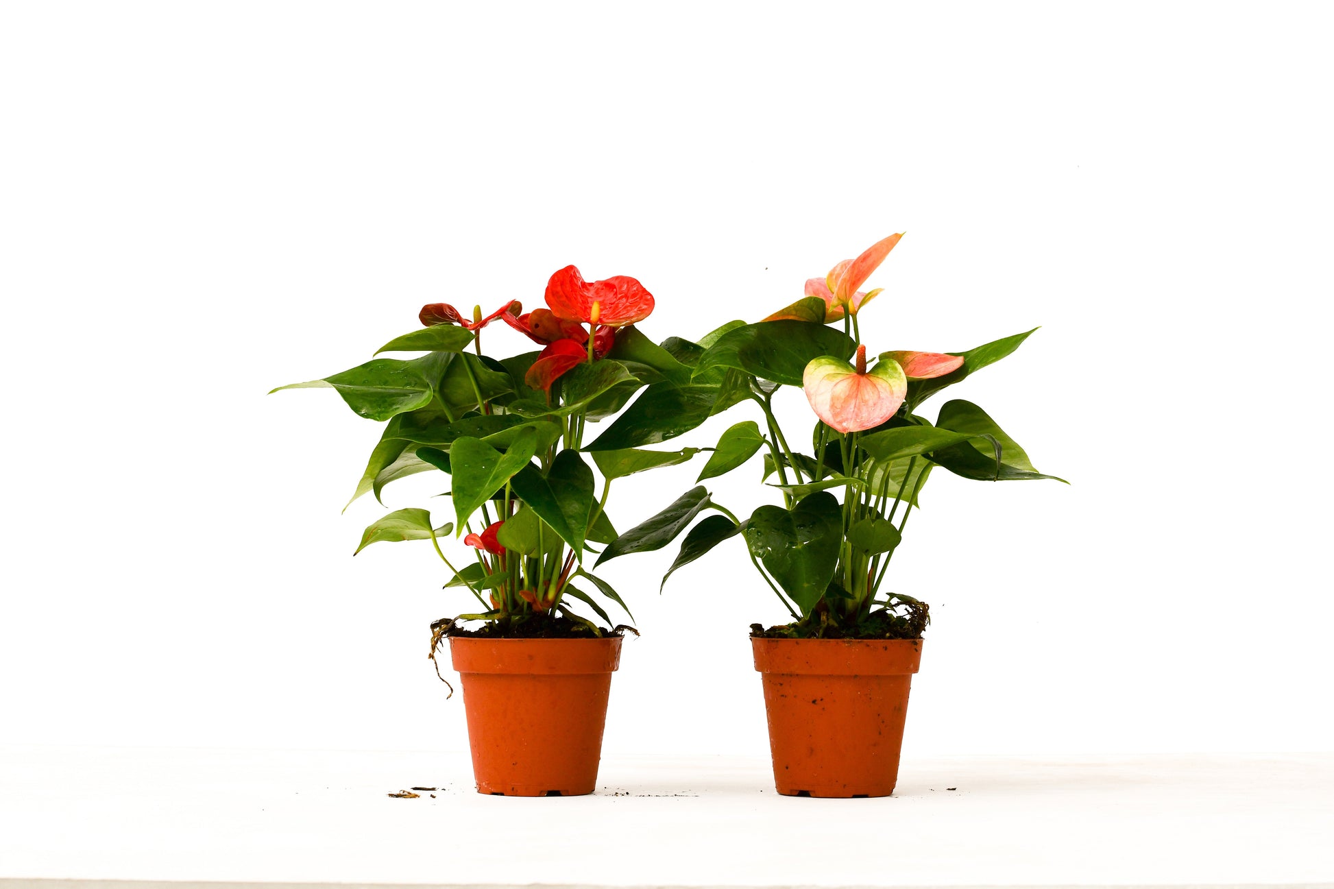 anthurium importaciones 2 Anthurium Variety Pack