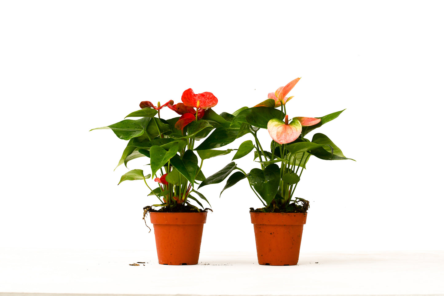 2 Anthurium Variety Pack - 4" Pots - Easy Care, Vibrant Indoor Plants