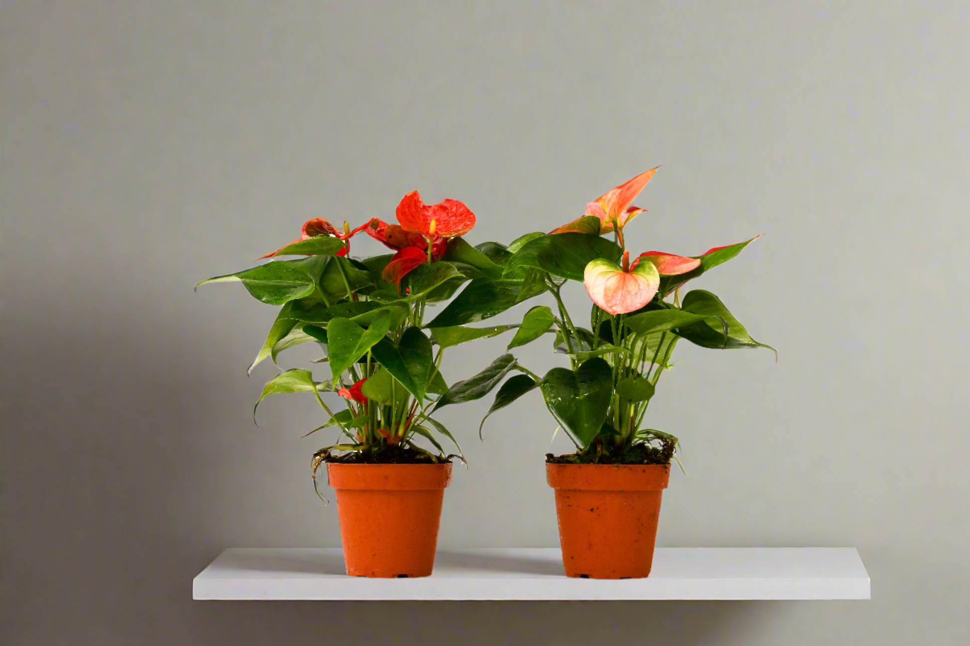 double anthurium 2 Anthurium Variety Pack