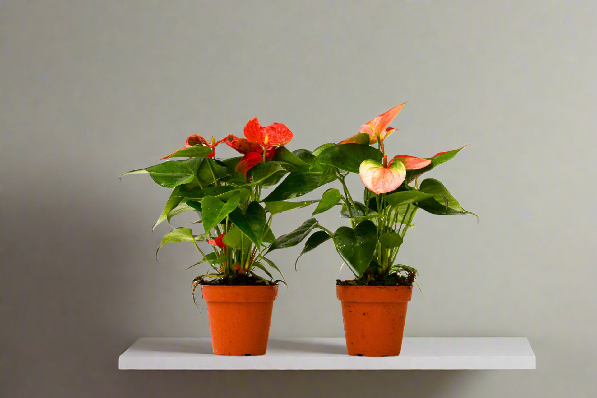 anthurium flamingo mix 2 Anthurium Variety Pack