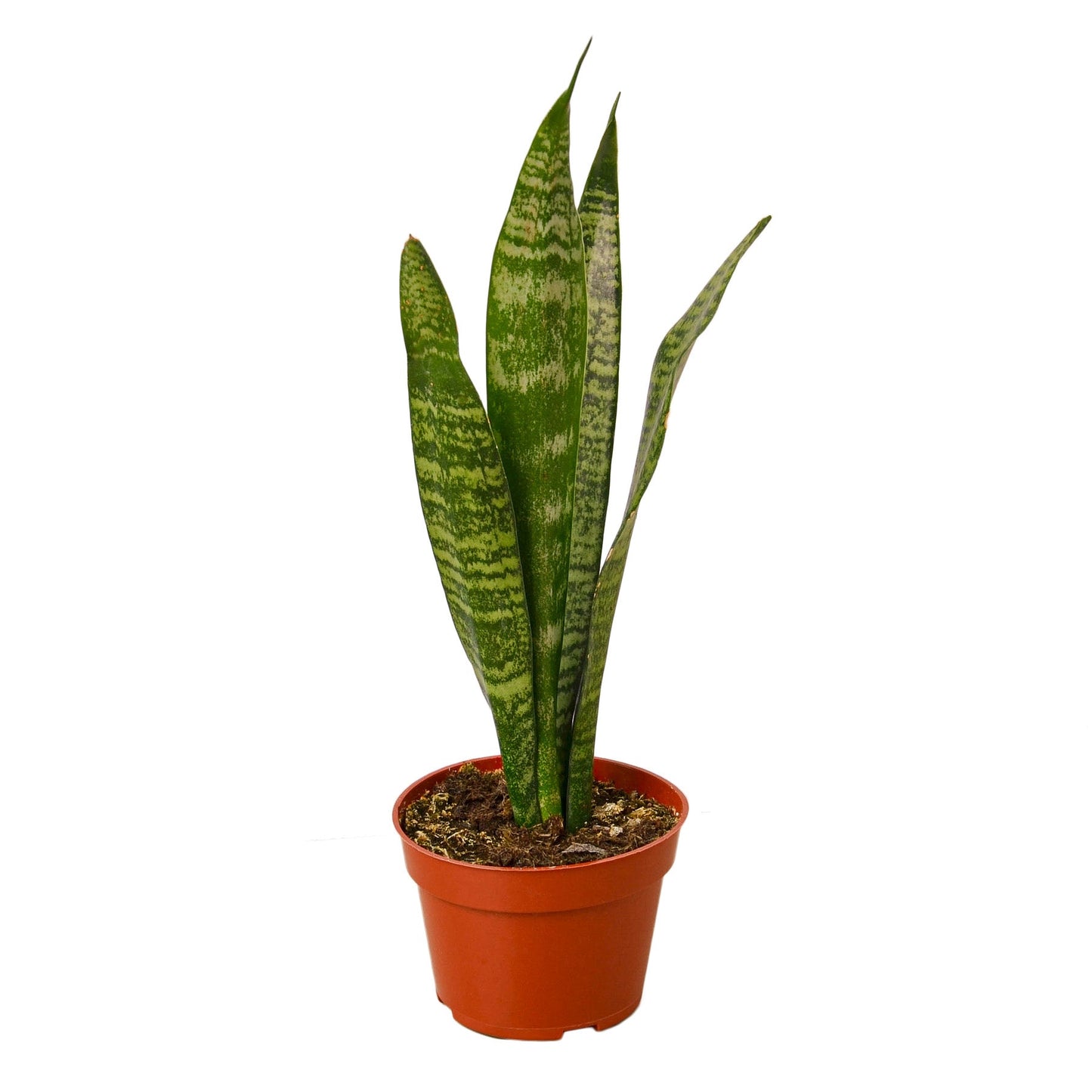 Snake Plant 'Zeylanica' - The Indestructible Green Guardian: Air-Purifying, Low Maintenance Houseplant