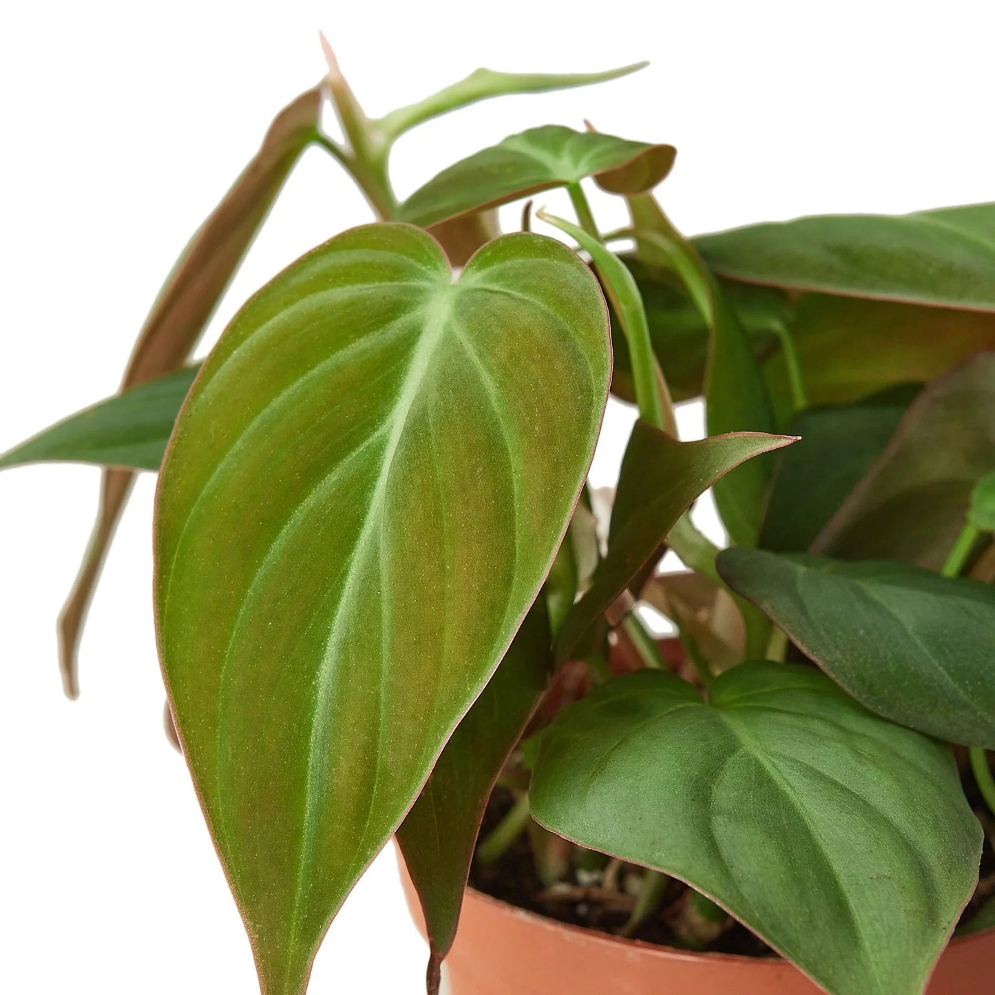 Philodendron 'Velvet' - Leafy Love Affair: Heart-Leaf Philodendron with Velvet-Textured Leaves