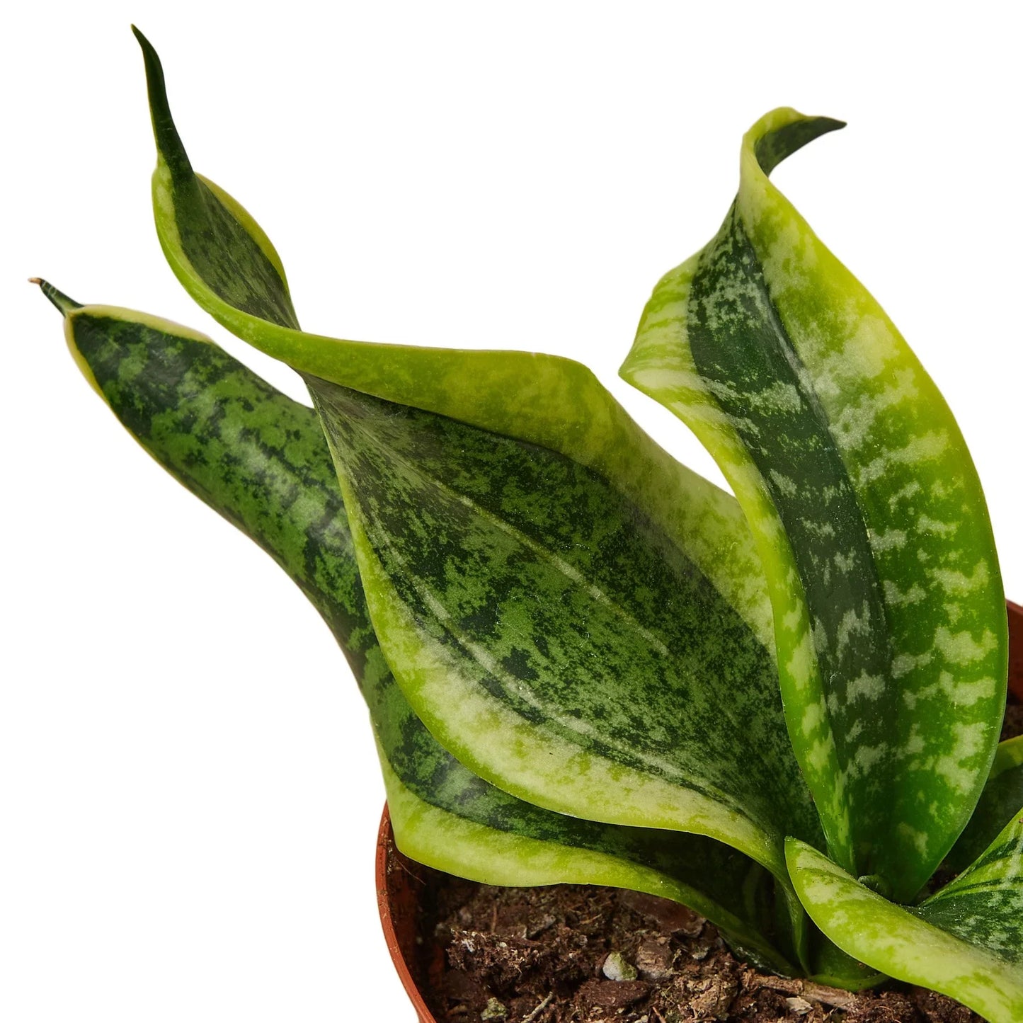 Snake Plant Twist - Twisted Beauty: Low Maintenance Air-Purifying Indoor Houseplant