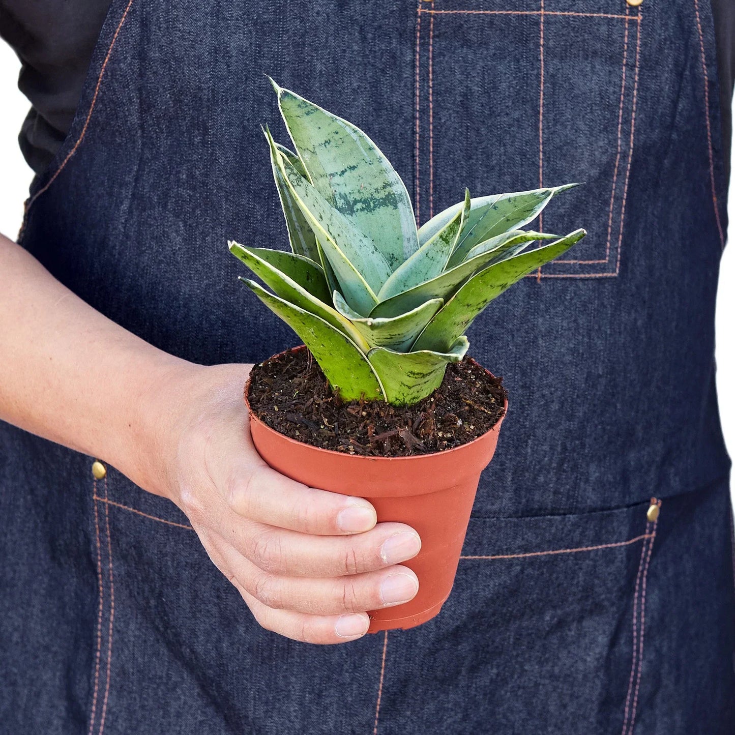 Snake Plant Starlight - Starlight Guardians: Air-Purifying Evergreen Perennial Houseplant with Grey-Green Patterns