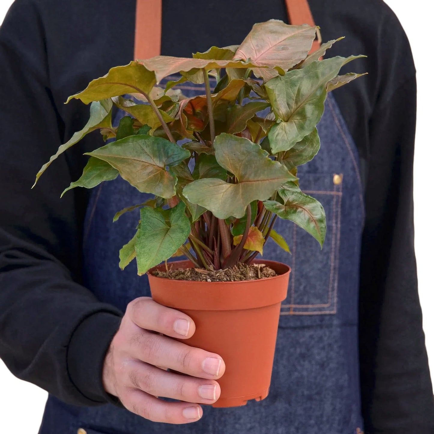 Syngonium Merry - Jolly Green Elf: Easy-Care Perennial Houseplant with Heart-Shaped Leaves