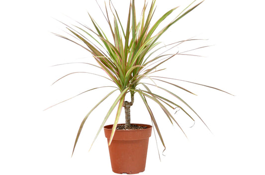 Dracaena 'Red Margined' - 4" Pot: Air-Purifying Madagascar Dragon Tree with Flaming Fringe