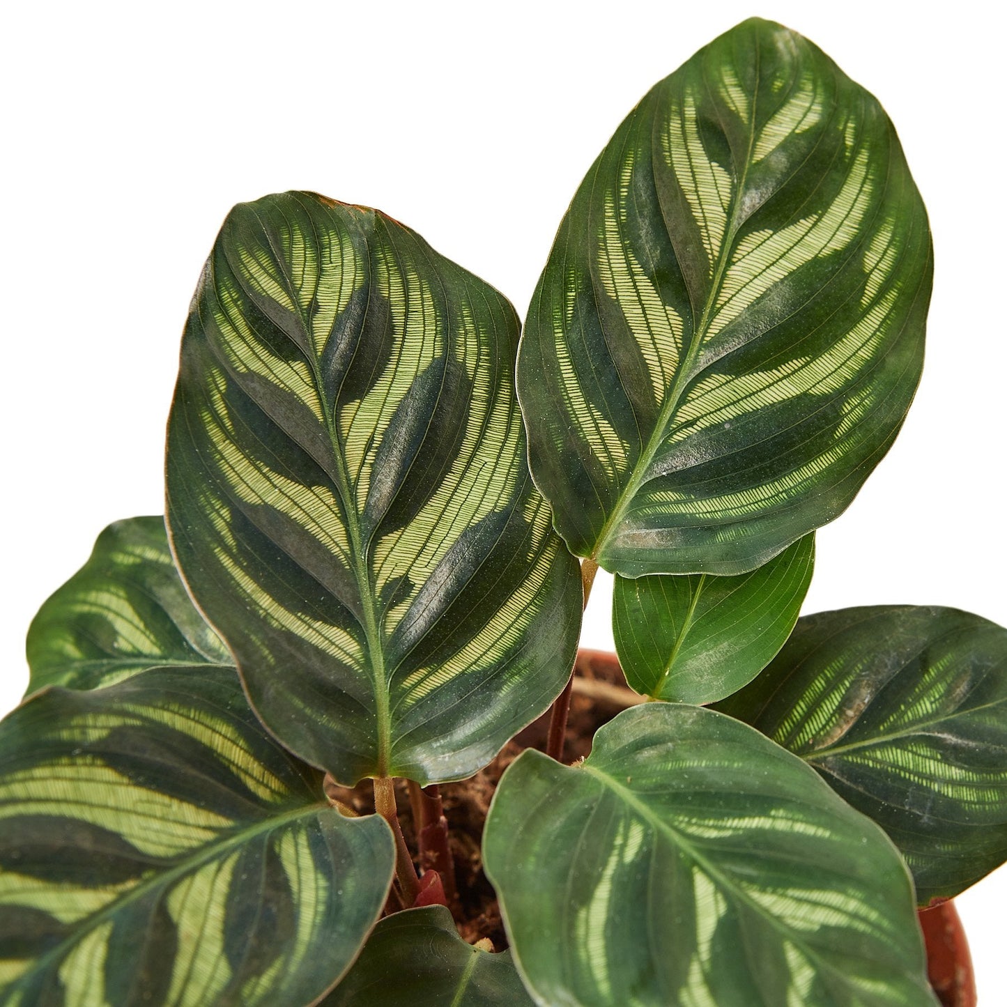 Calathea 'Makoyana' - Peacock Poser: Exotic Indoor Plant with Unique Patterned Leaves