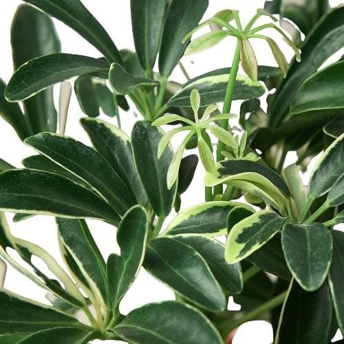 Schefflera Moonlight 'Umbrella Plant' - The Umbrella Academy: Variegated Evergreen Houseplant with Washed Out Yellow Leaves