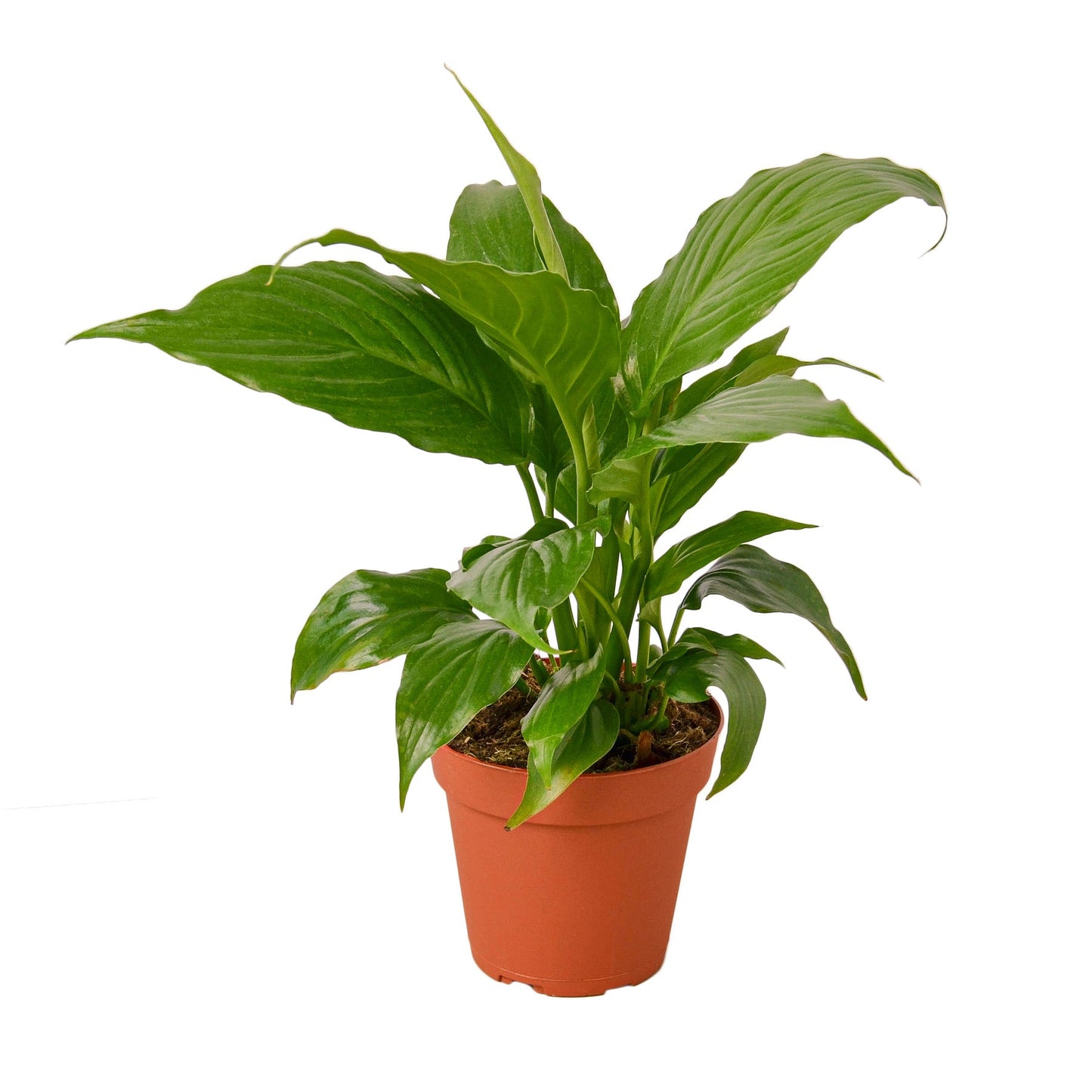 The Peace Lily - Easy Care, Air-Purifying Indoor Plant with Stunning Flowers