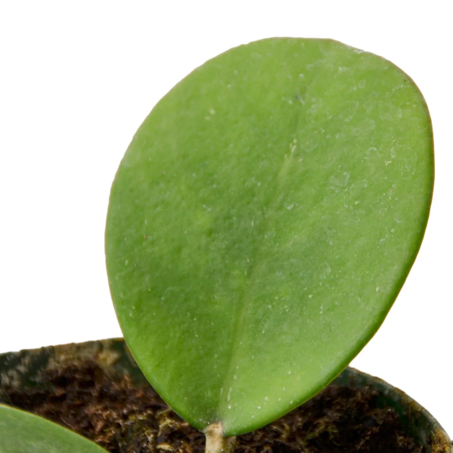 Hoya Obovata - Dripping in Luxe: Tropical Climbing & Trailing Plant, Perfect for Indoors & Patios