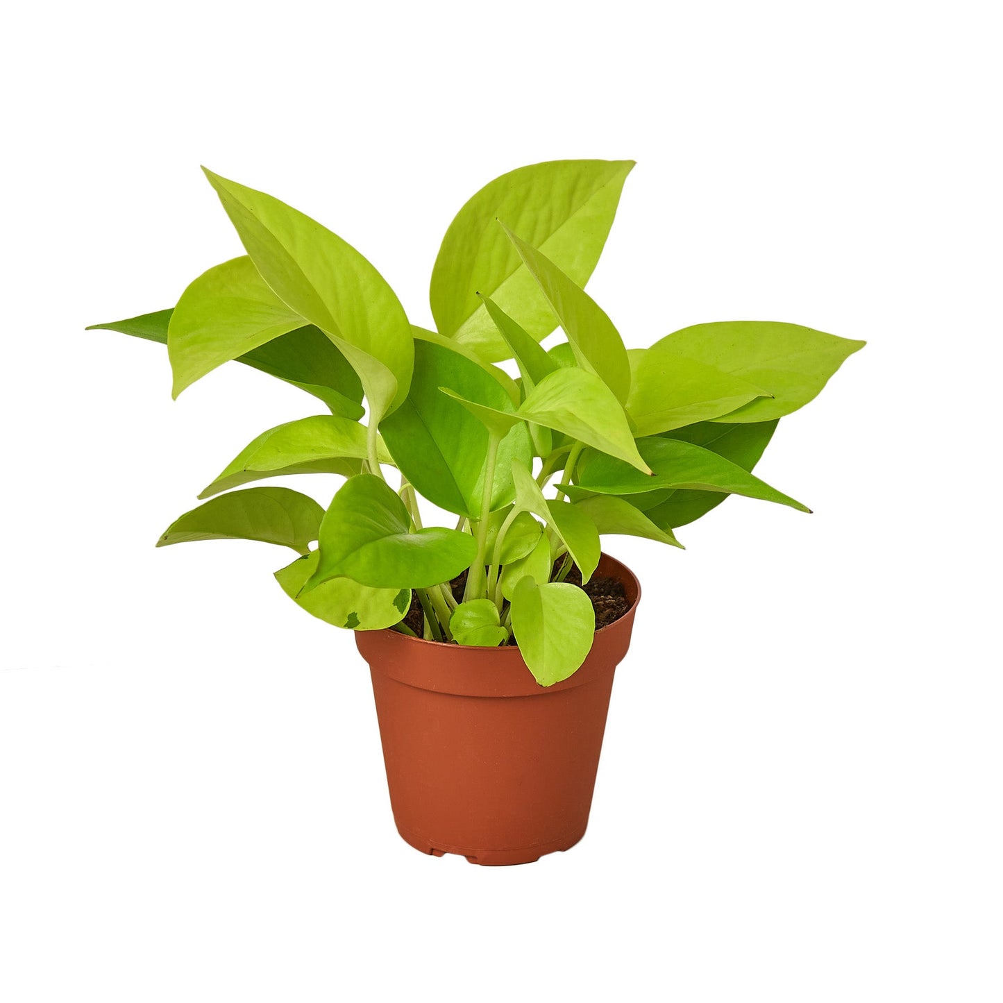 Pothos 'Neon' - Bright Delight: Stunning Neon-Green Foliage Houseplant