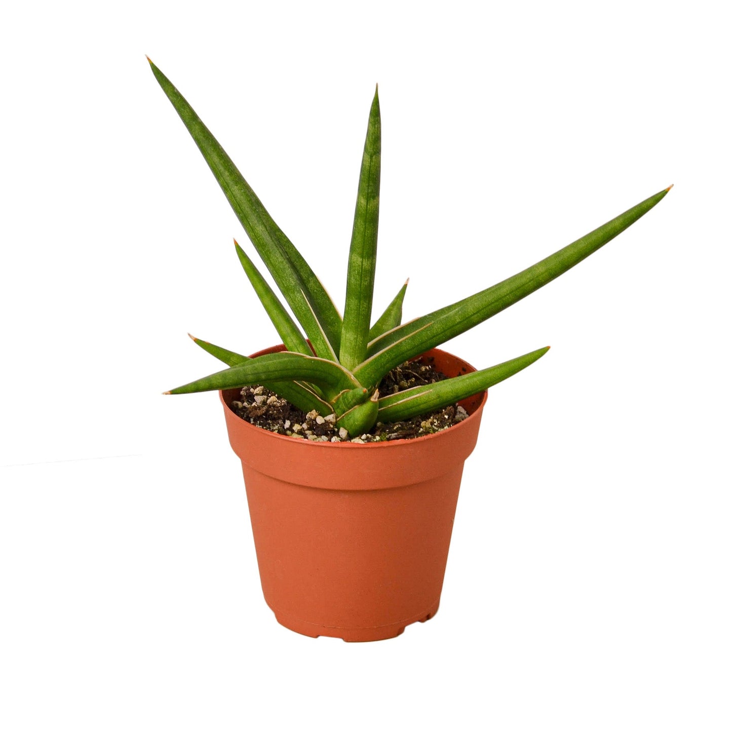 Snake 'Stuckii' - The Pointy Perfectionist: Low Maintenance Snake Plant in 4" Pot