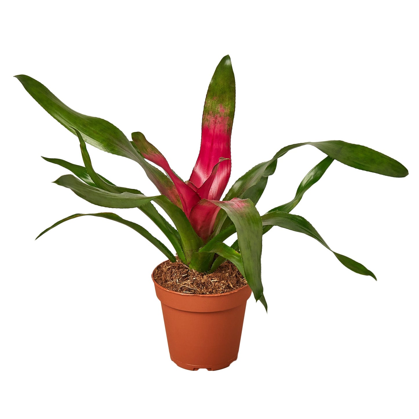 Bromeliad 'Donna' - Drama Queen: Lush Blooming Tropical Houseplant