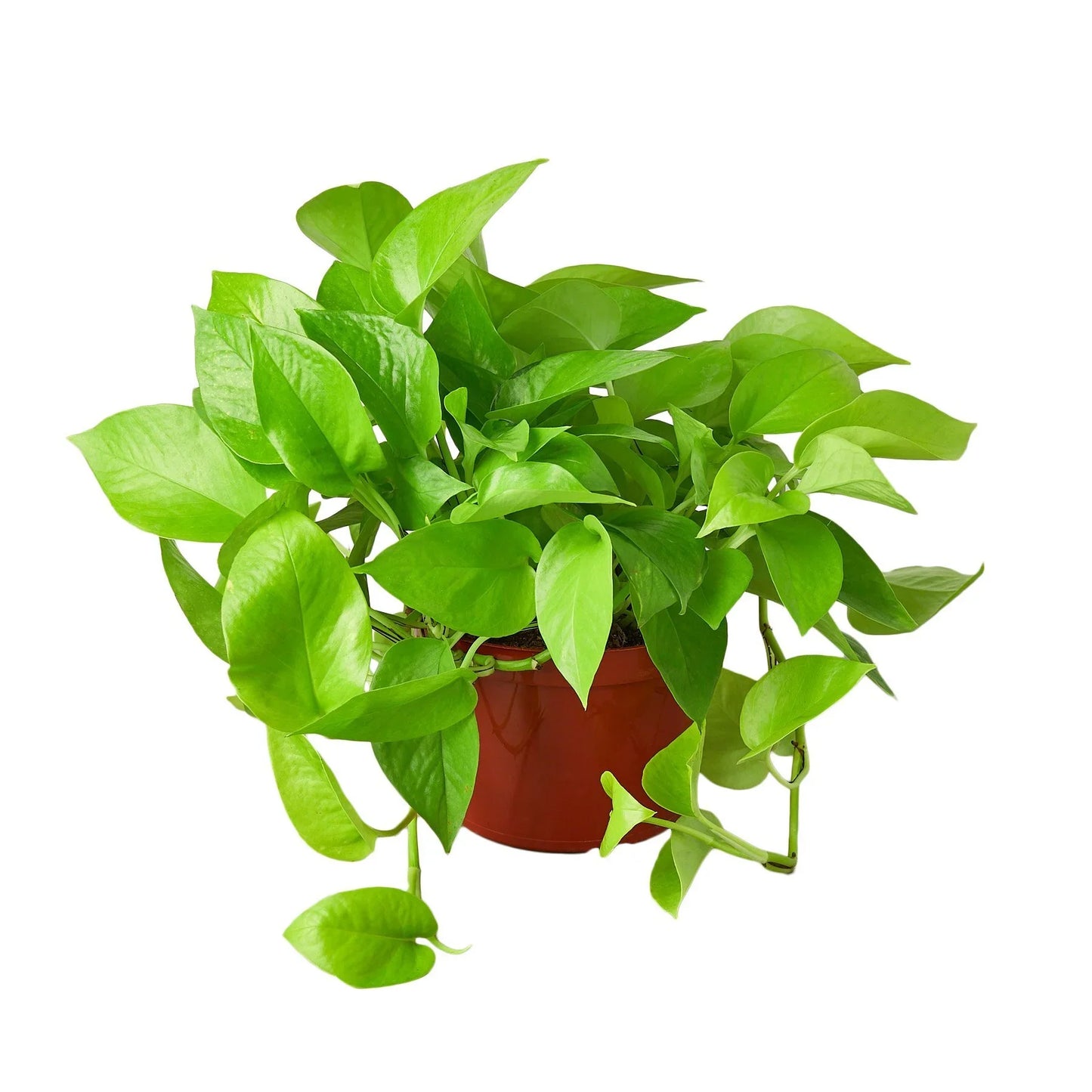 Pothos 'Neon' - Bright Delight: Stunning Neon-Green Foliage Houseplant