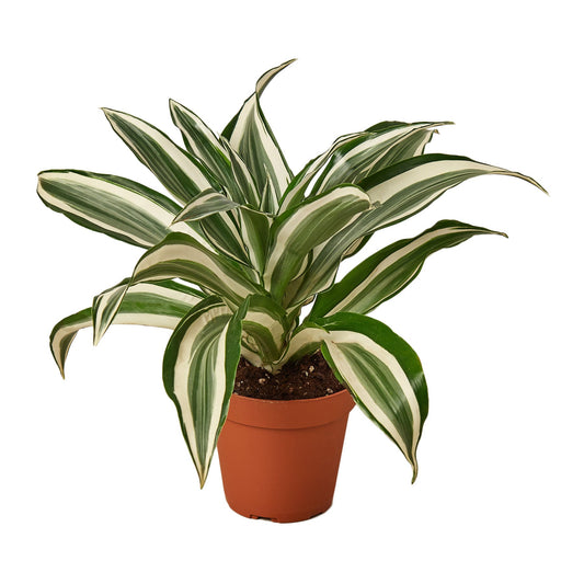 Dracaena 'Warneckii White Jewel' - The White Knight: Dazzling Indoor Foliage Plant