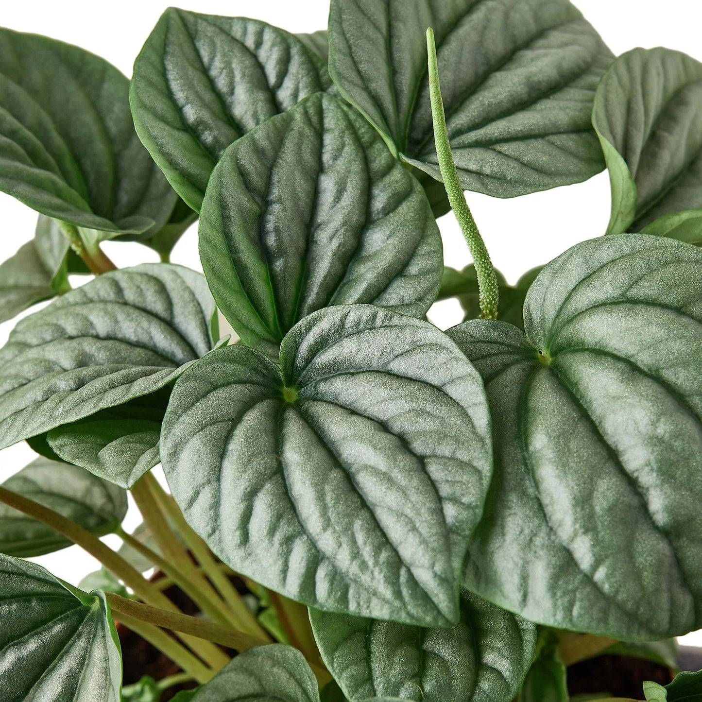 Peperomia 'Frost' - Frosty Charm: Easy-to-Care-For, Succulent-Like Houseplant