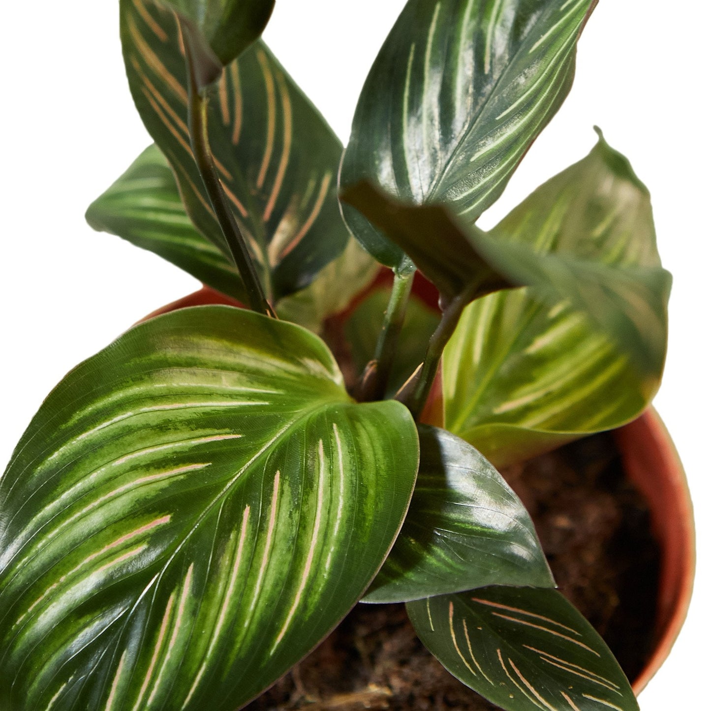 Calathea 'Beauty Star' - Sassy Stripes: Stunning Peacock Plant with Vibrant Foliage