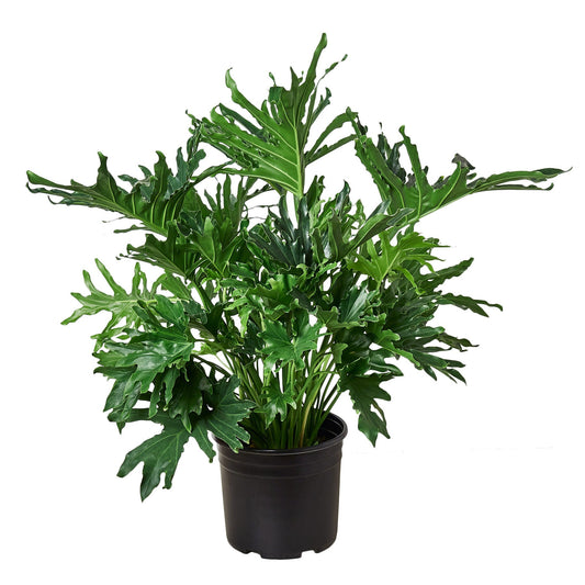 Philodendron ‘Lickety Split' - Tropical Tango: Lush Indoor Plant With Deeply Lobed Leaves