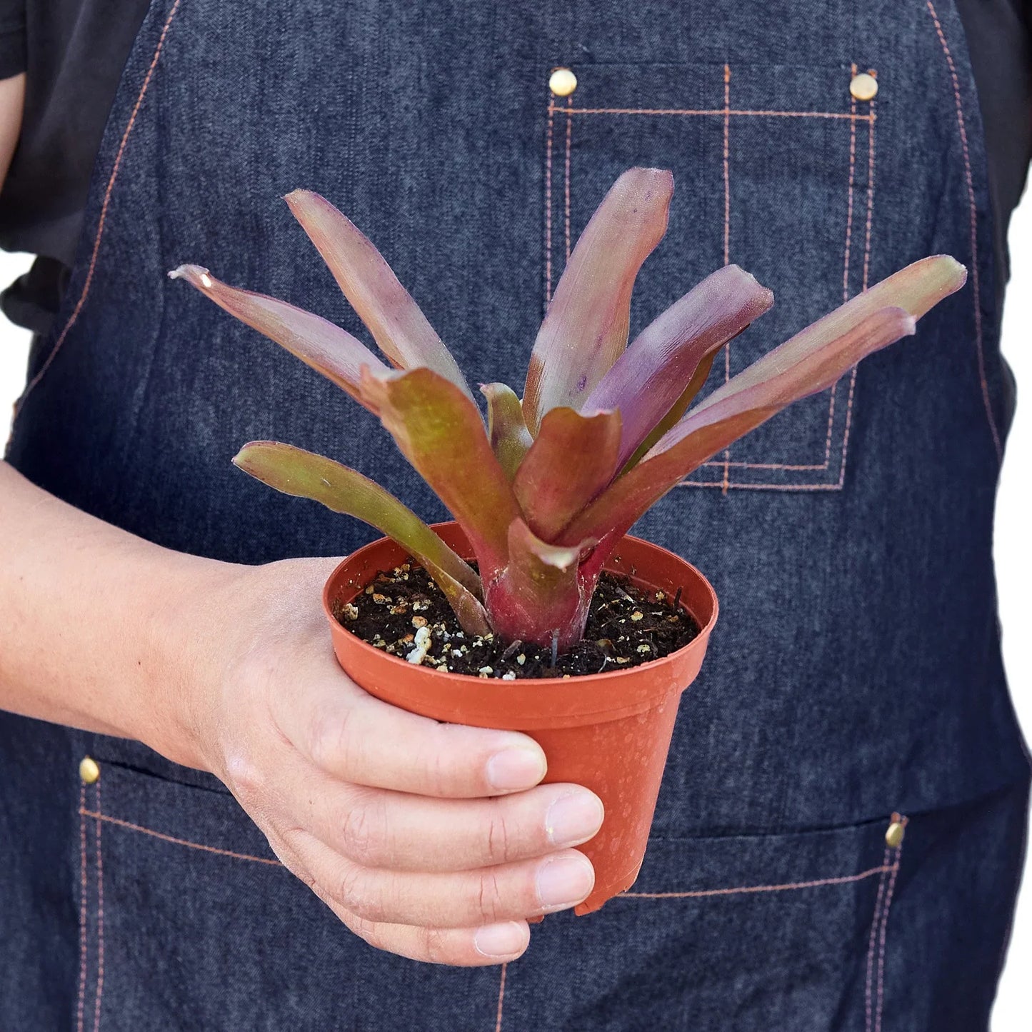 Bromeliad 'Fireball' - Blazing Beauty: Vibrant Red Blooming Houseplant