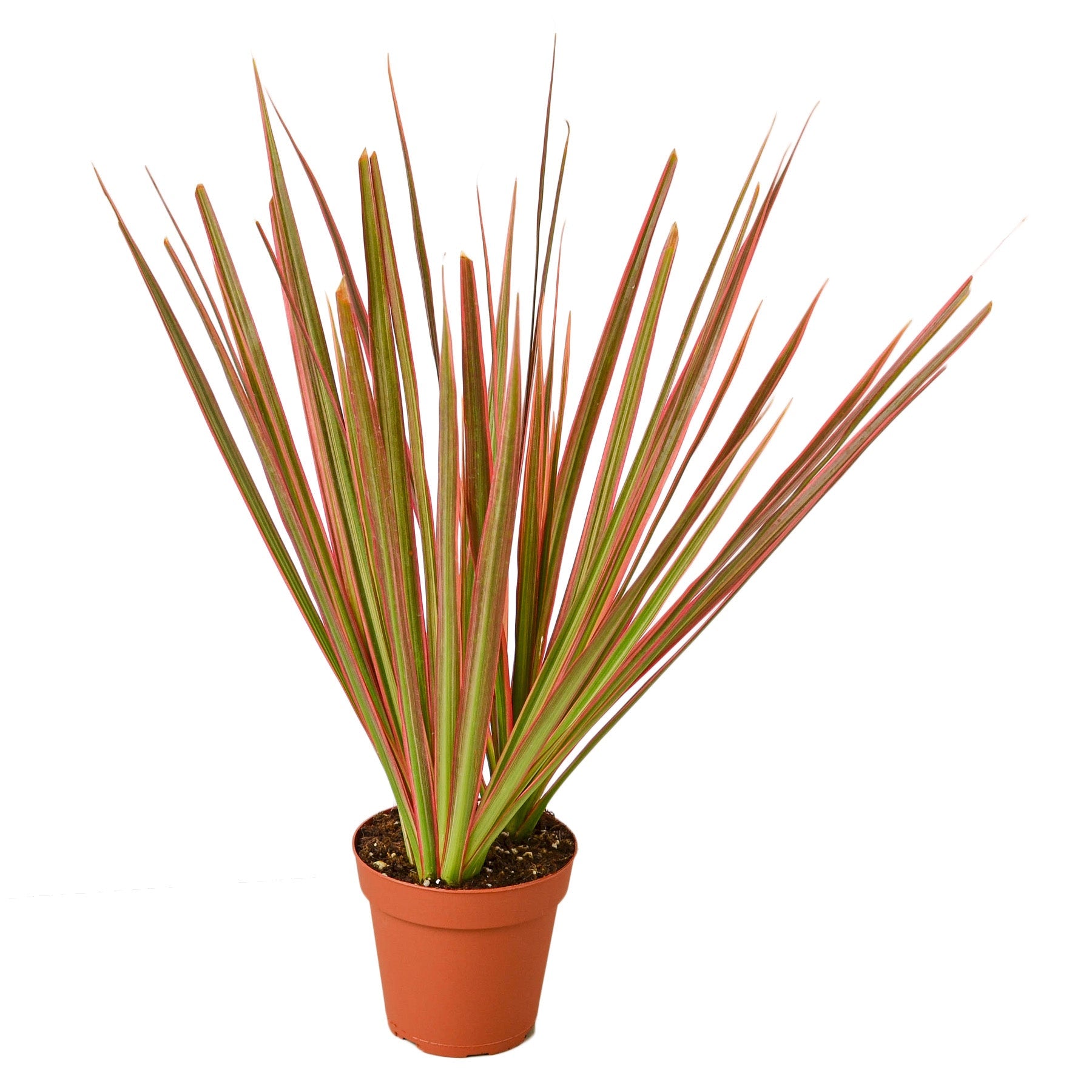 dracaena marginata air purifier Dracaena 'Colorama'