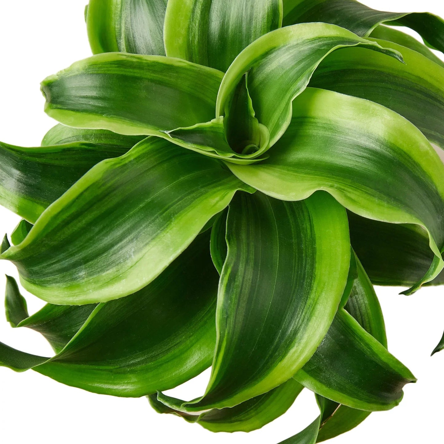 Dracaena 'Tornado' - Whirlwind Wonder: Elegant Spiral Foliage Houseplant