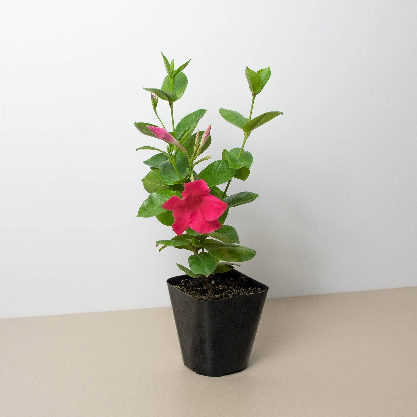 Dipladenia Premier Hot Pink - Tropical Firecracker: Vibrant Sun-Loving Flowering Plant for Gardens and Containers