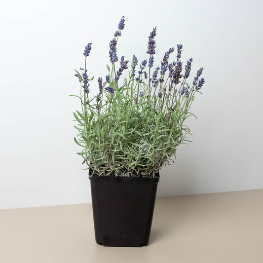 Lavender Bliss: English Lavender - Fragrant and Hardy Perennial Herb in 6" Pot, Perfect for Indoor and Outdoor Gardens