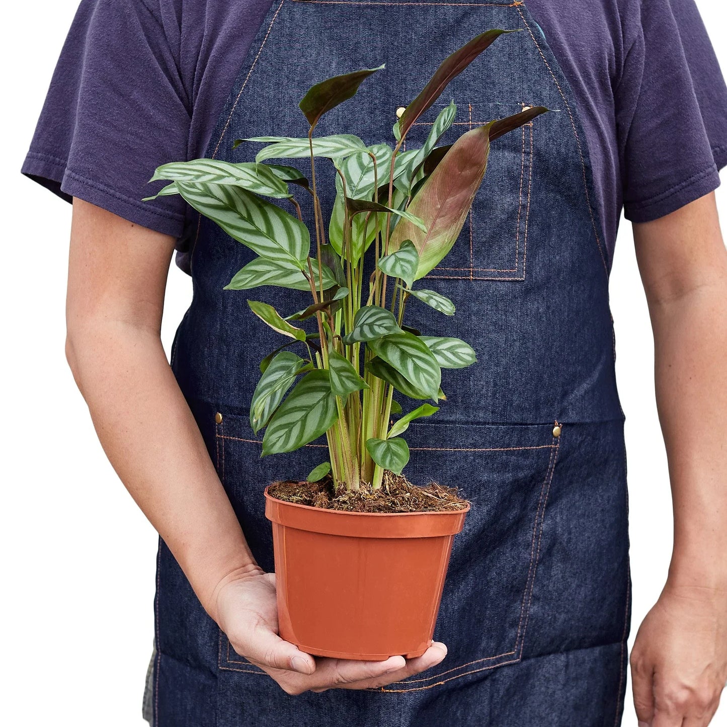 Calathea 'Grey Star' - Botanical Rockstar: Decorative Leaves & Easy Care Houseplant