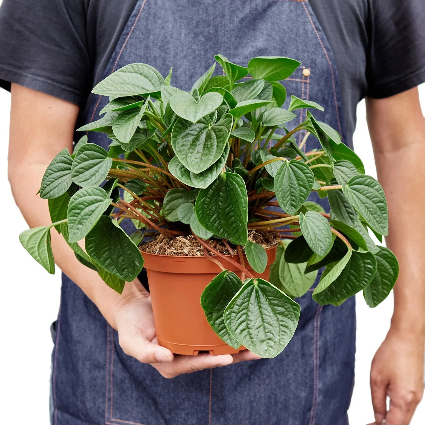 Peperomia 'Rana Verde' - Froggy Charm: Easy-Care Radiator Plant with Jade Leaves