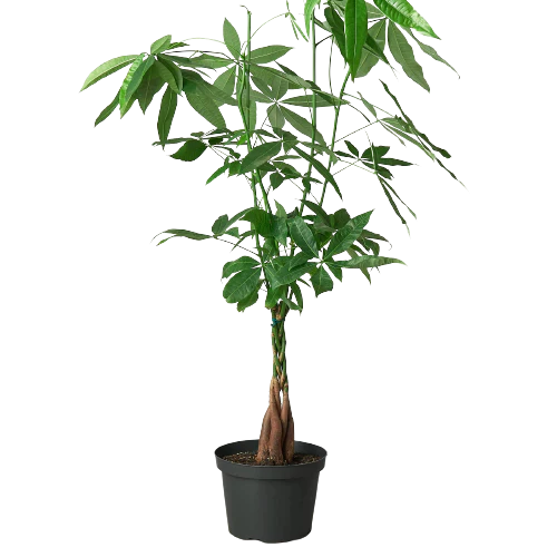 Money Tree 'Guiana Chestnut' Pachira Braid – Fortune Twister: Low Maintenance Indoor Plant for Positive Vibes