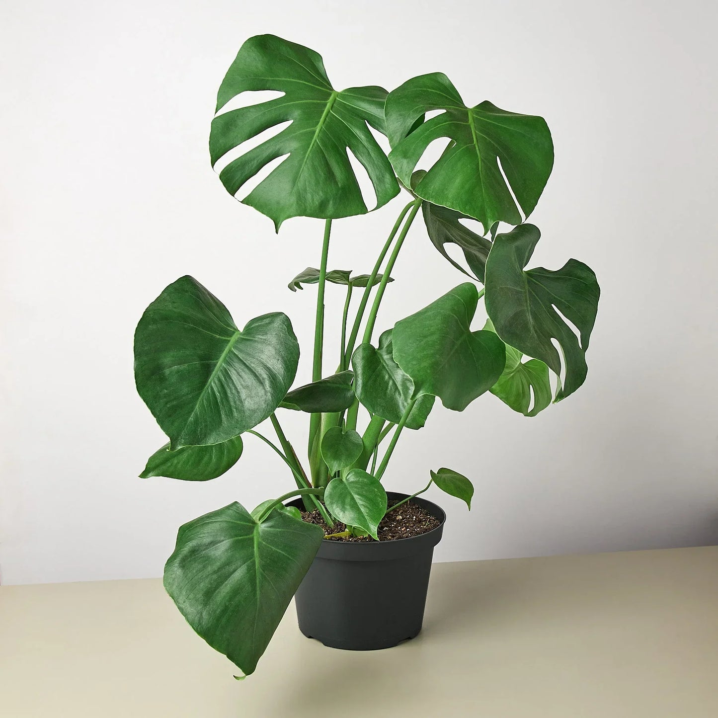 Philodendron Monstera Split-Leaf - Swiss Cheese Charm: Climbing Evergreen Perennial Vine with Unique Split-Leaf Pattern