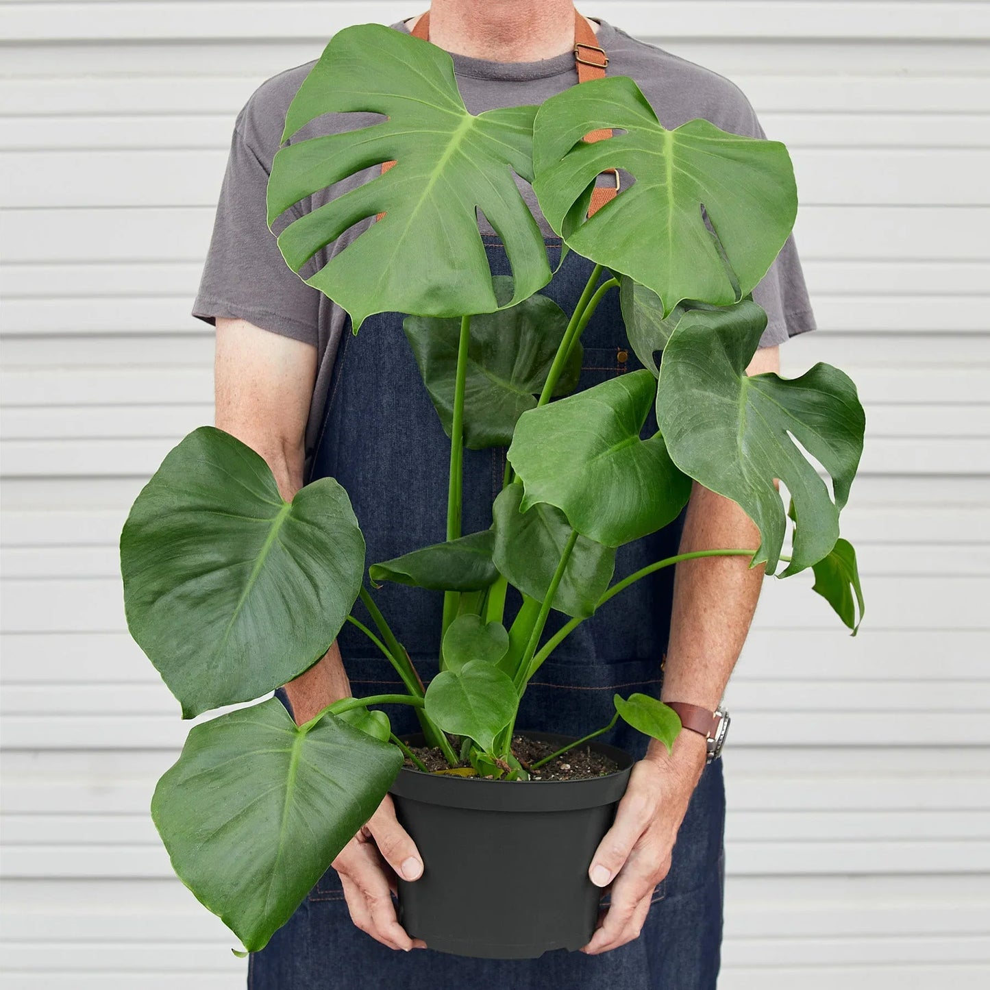 Philodendron Monstera Split-Leaf - Swiss Cheese Charm: Climbing Evergreen Perennial Vine with Unique Split-Leaf Pattern